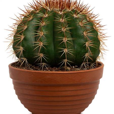 Кузьмина  Марина